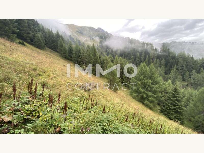 Wald mit Almhütte - Bild 2 von 8 Landwirtschaft in 9981 - 2