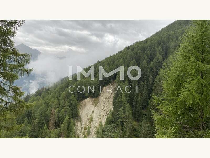 Waldparzelle - Bild 5 von 8 Landwirtschaft in 9981 - 5