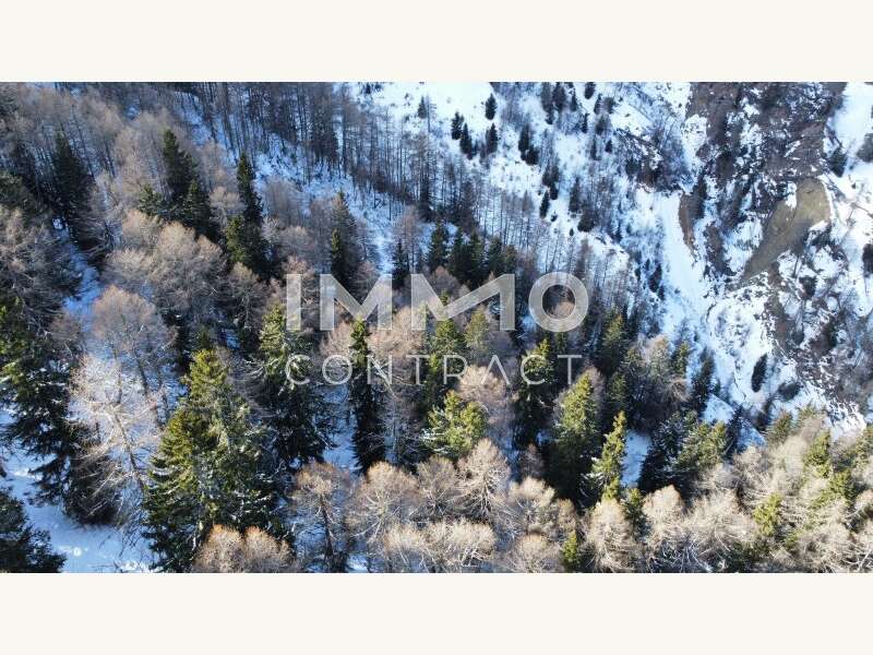 Waldparzellen Kals am Großglockner - Bild 6 von 8 Landwirtschaft in 9981 - 6