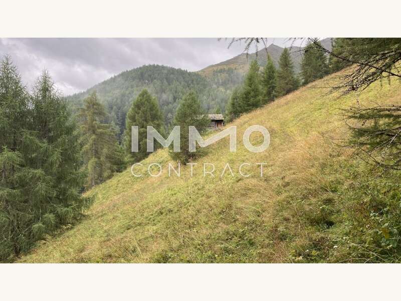 Wald Kals - Landwirtschaft Kals am Großglockner - Bild 8 von 8 Landwirtschaft in 9981 - 8