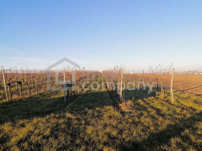 Landwirtschaft in 1100  - 3