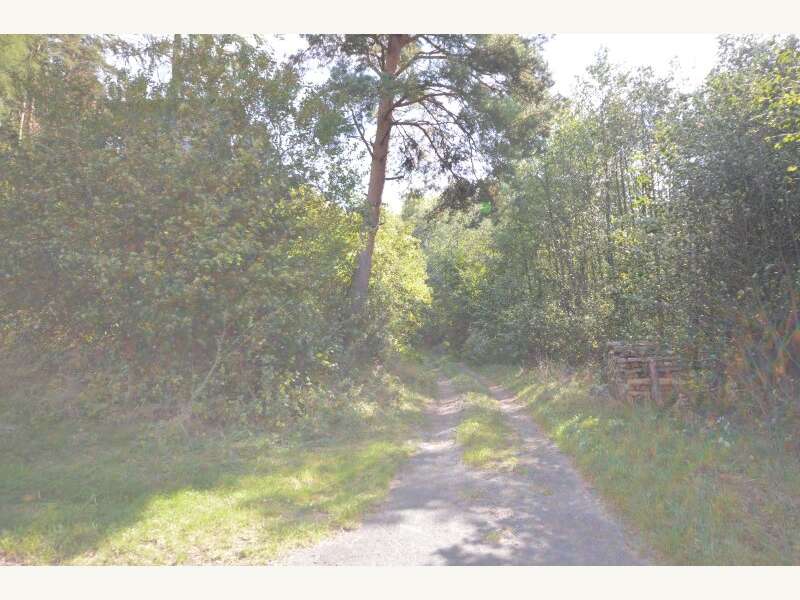 Forstwirtschaft in 7433  - 2